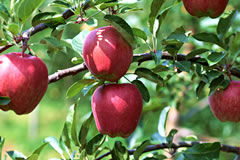 関りんご農園のイメージ
