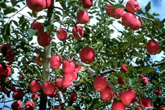 戸丸りんご園のイメージ